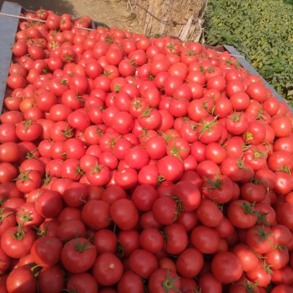 Tomatoes