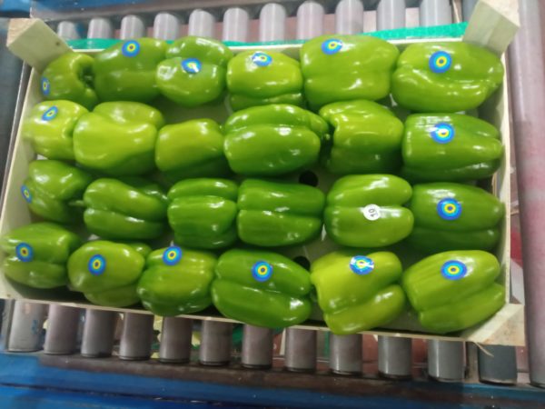 Green pepper