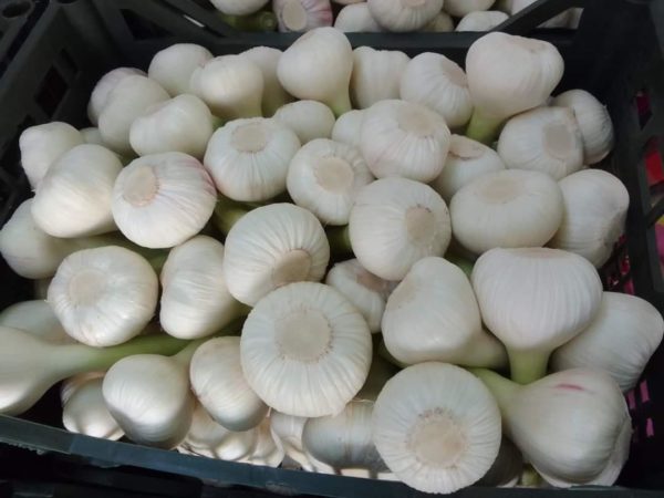 High quality fresh white garlic