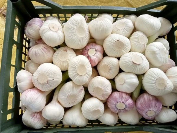 garlic