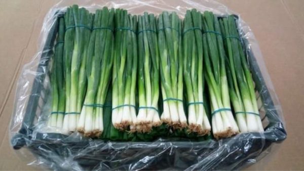 Green onions