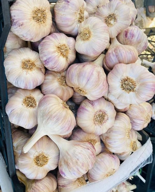 garlic