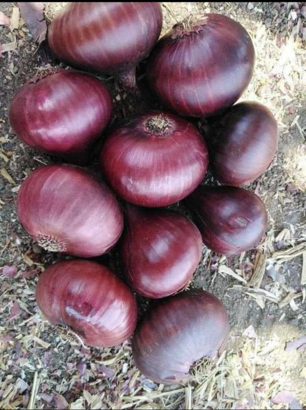 Red onion