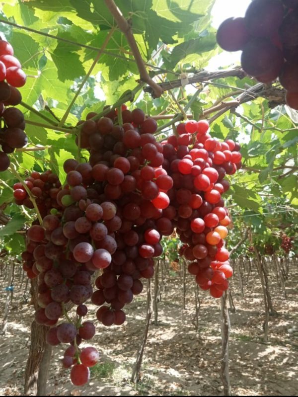 Red grapes