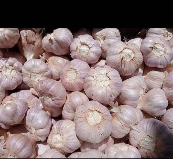 Dry red garlic