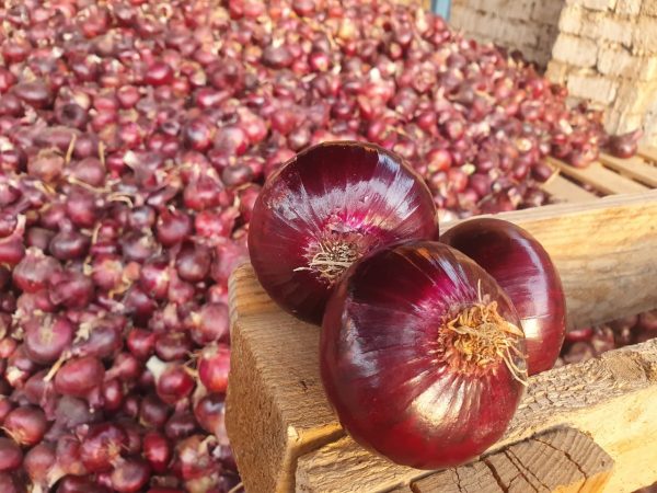 Red onion