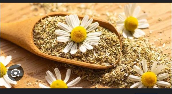 Chamomile - Image 3