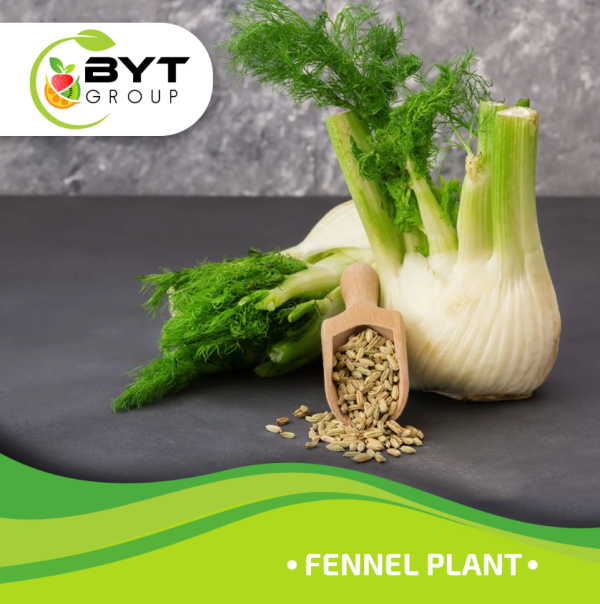 Fennel - Image 6