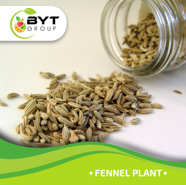 Fennel - Image 4