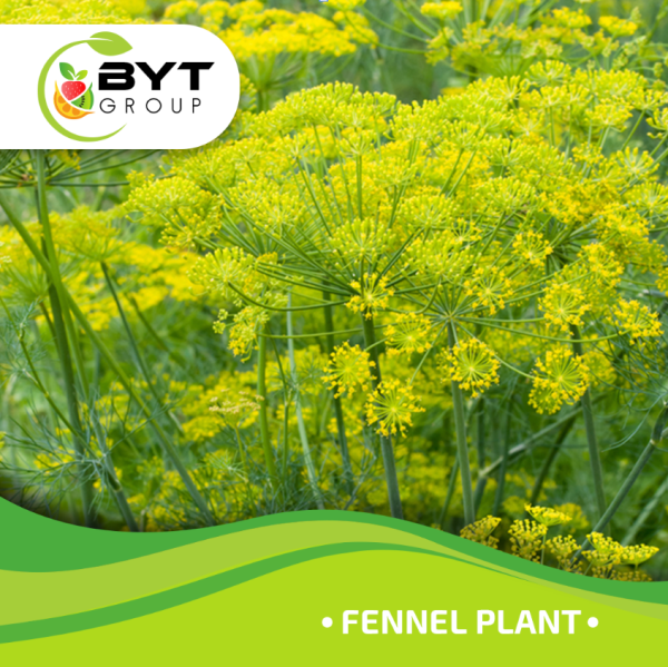 Fennel - Image 5