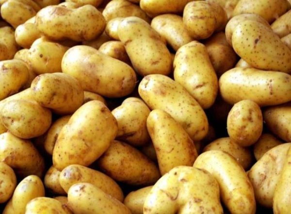 Fresh potatoes for export