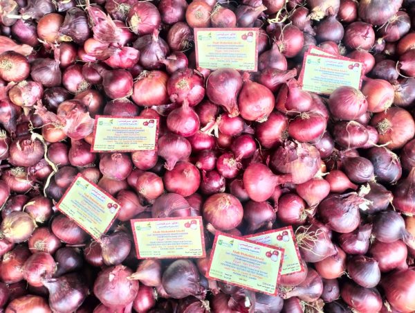 Fresh red onion