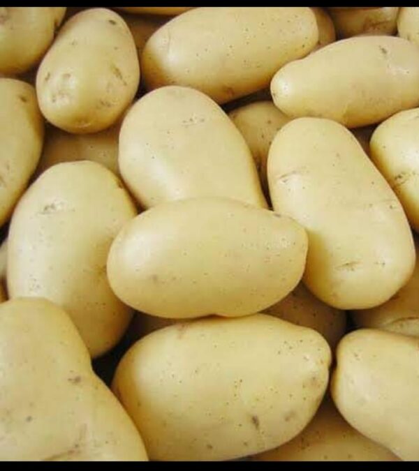 Fresh Egyptian potatoes