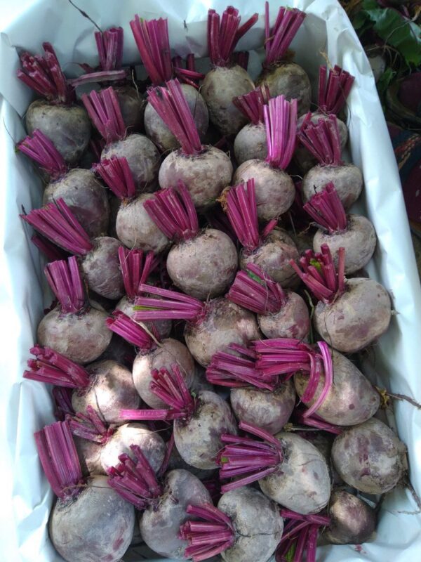 Egyptian red beetroot - Image 2