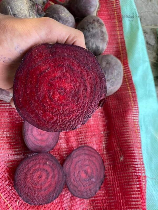 Egyptian red beetroot