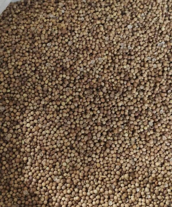 Coriander seeds