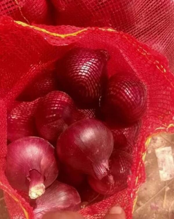 Fresh Egyptian onions - Image 2