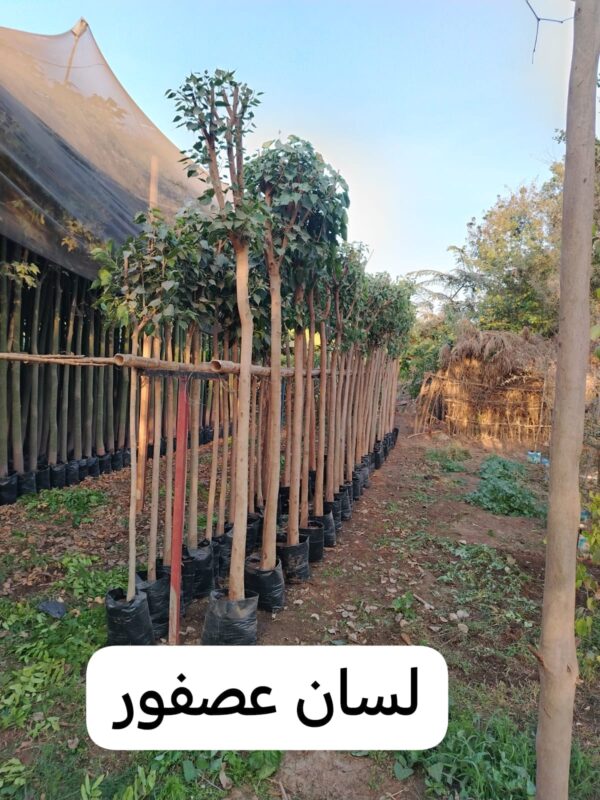 lisan al asfour plant