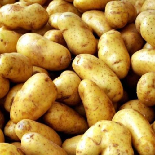 Fresh Premium Potatoes – Naturally Grown, Export-Grade Quality