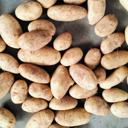 Fresh Potatoes – Premium Quality Potatoes for Export and Local Markets