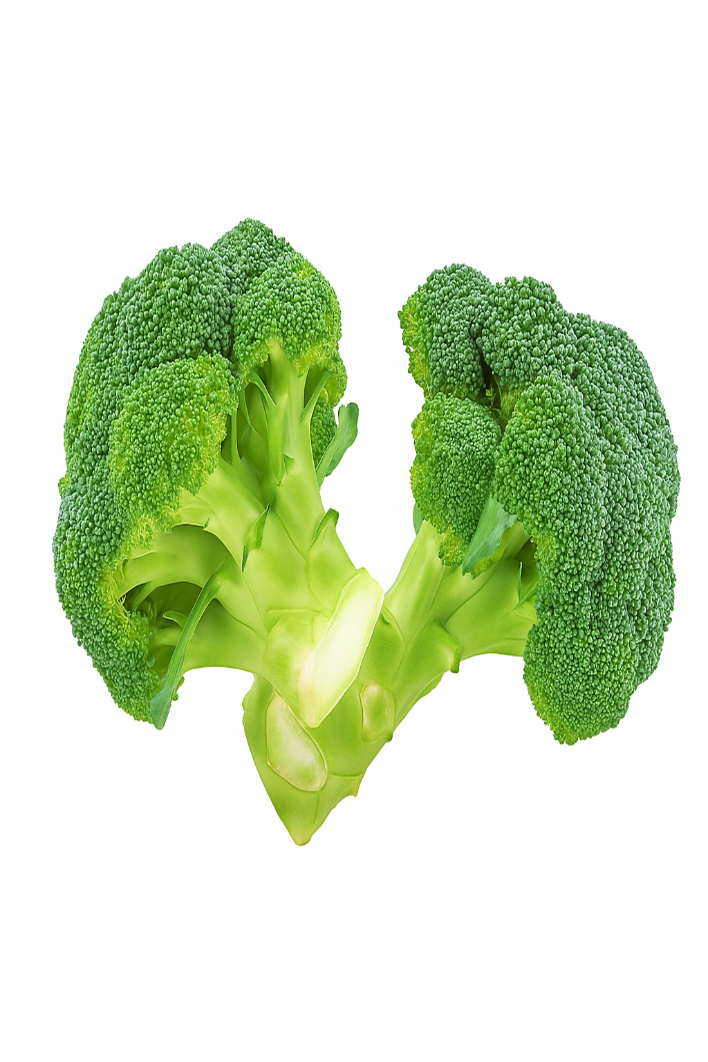 Frozen Broccoli – Crisp, Clean & Powerfully Nutritious