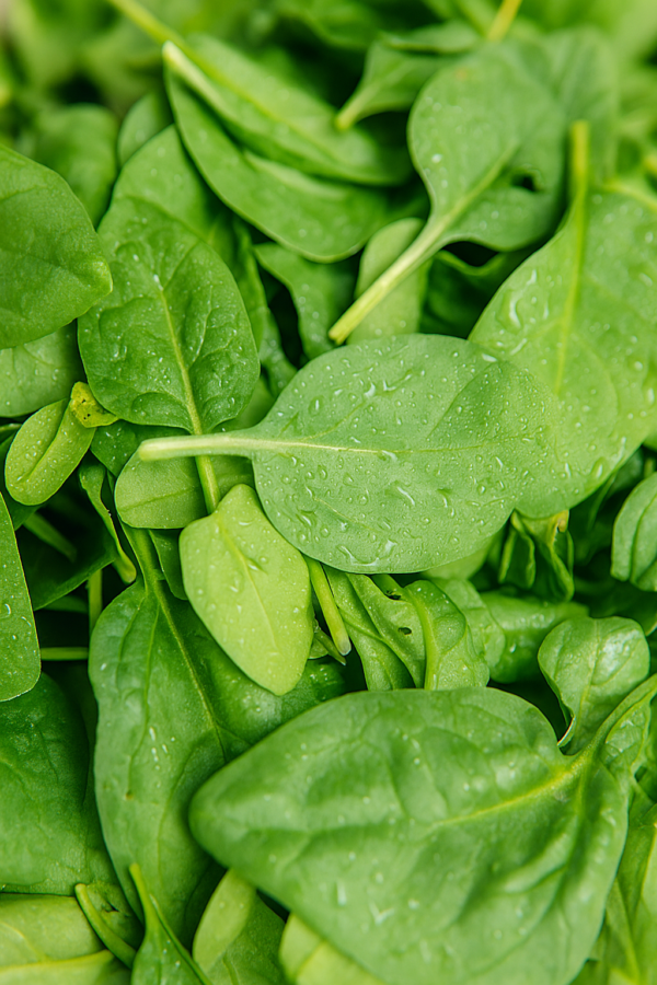 Fresh Spinach – Premium Fresh Spinach Leaves Packed with Natural Goodness