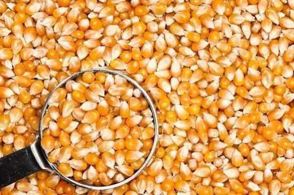 Premium Popcorn Corn – Pure Taste, Perfect Crunch