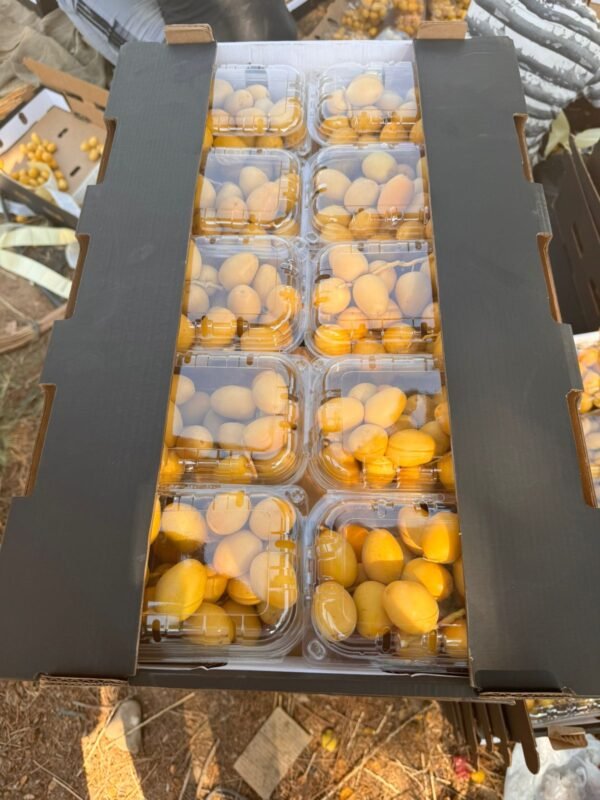 Premium Dates – Natural Sweetness and Nutrition in Every Bite - Image 4