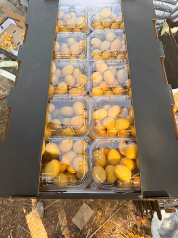 Premium Dates – Natural Sweetness and Nutrition in Every Bite - Image 3