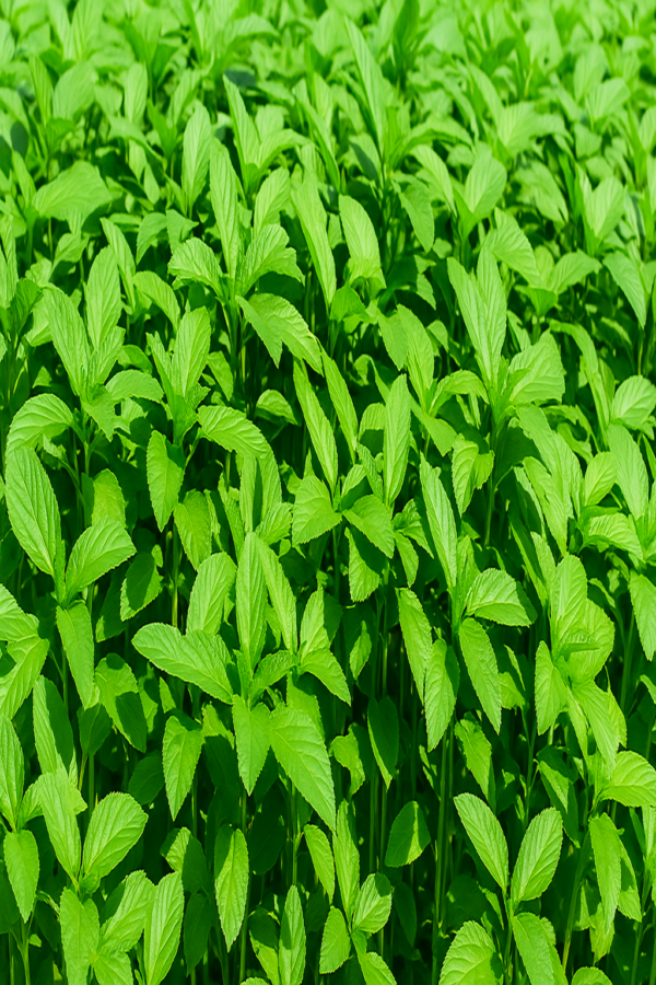 Egyptian Fresh Molokhia – Farm-Fresh Quality for Culinary Excellence