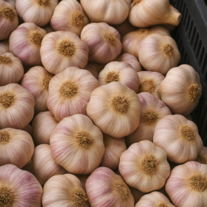 Premium Red Garlic – Bold Flavor & High Export Quality