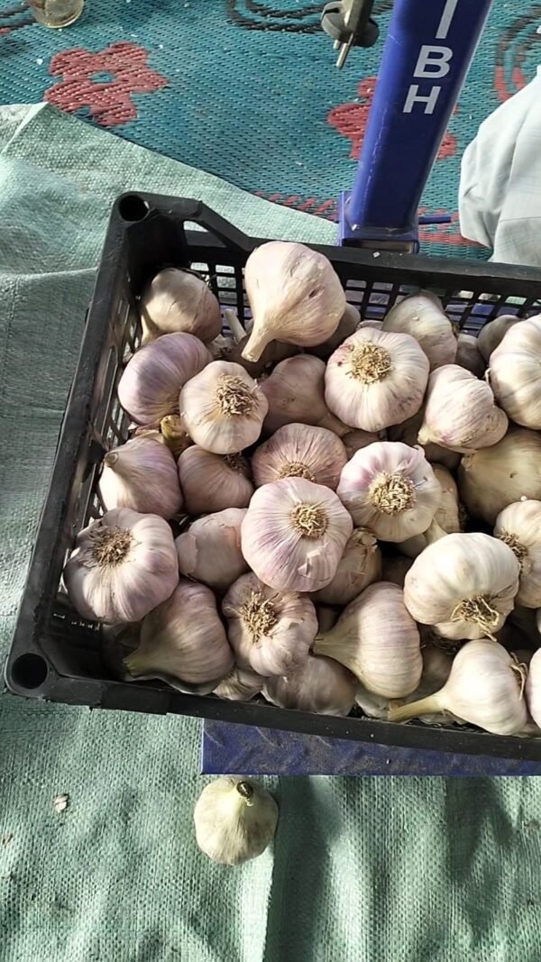 Premium Red Garlic – Bold Flavor & High Export Quality - Image 5