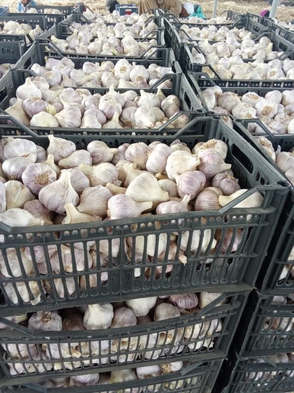 Premium Red Garlic – Bold Flavor & High Export Quality - Image 4