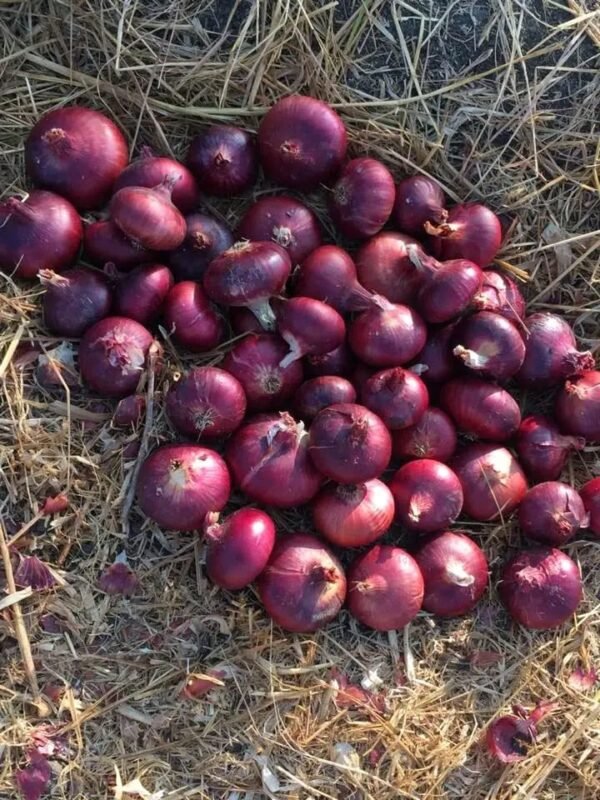 Fresh Organic Onion – Premium Quality Onions for Cooking, Salads & Health Benefits - Image 4