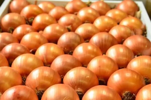 Fresh Organic Onion – Premium Quality Onions for Cooking, Salads & Health Benefits - Image 2